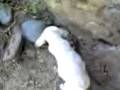 PERRITOS PELEONEROS EN AMACUZAC