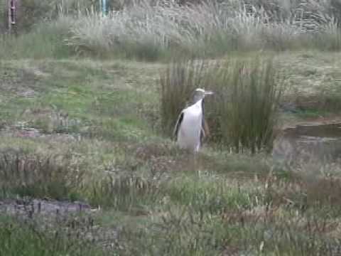 auckland sightseing tours 0 MOTUTAPU ISLAND