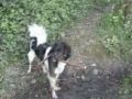 Kedi, cat,cute,cats,dog Kedi, cat,cute,cats,dog