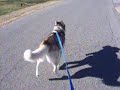 Bike Mushing Chase
