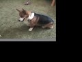 Herbie the Corgi Plays Tug-of-War
