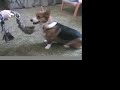 Herbie the Corgi Plays Tug-of-War