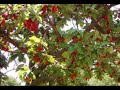 TANOBA KASABASI // ERBAA-TOKAT TANOBA KASABASI // ERBAA-TOKAT