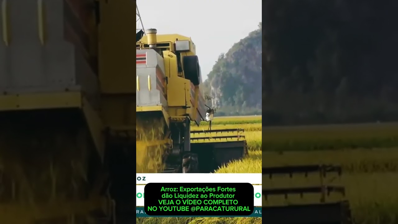 Arroz: Exportações Fortes dão Liquidez ao Produtor