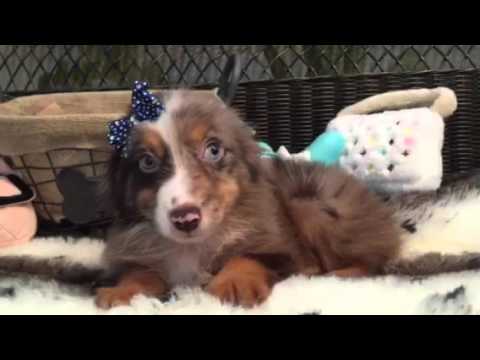 Mini Aussie Male made to be cuddled!