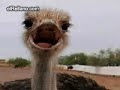 Avestruces rap