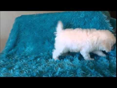 Bichon Frise Female Puppy