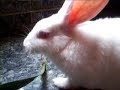 Bamby-My rabbyt