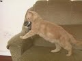 Kat adop