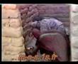 rad cha3b sahrawi 03