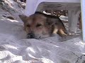 眠りイヌ動画