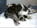 Whelping Puppies Video Clips. Dog Puppy Birth Videos & Book