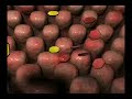 Digestion 2 Digestion 2