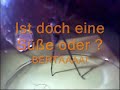 Berta die Spinne! Berta die Spinne!