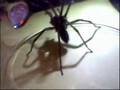 Berta die Spinne!