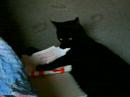 Unser Kater Balu - der Aktenvernichter Unser Kater Balu - der Aktenvernichter