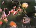 DYS - Yellow