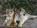 Samphran Elephant Ground & Zoo (Tiger)