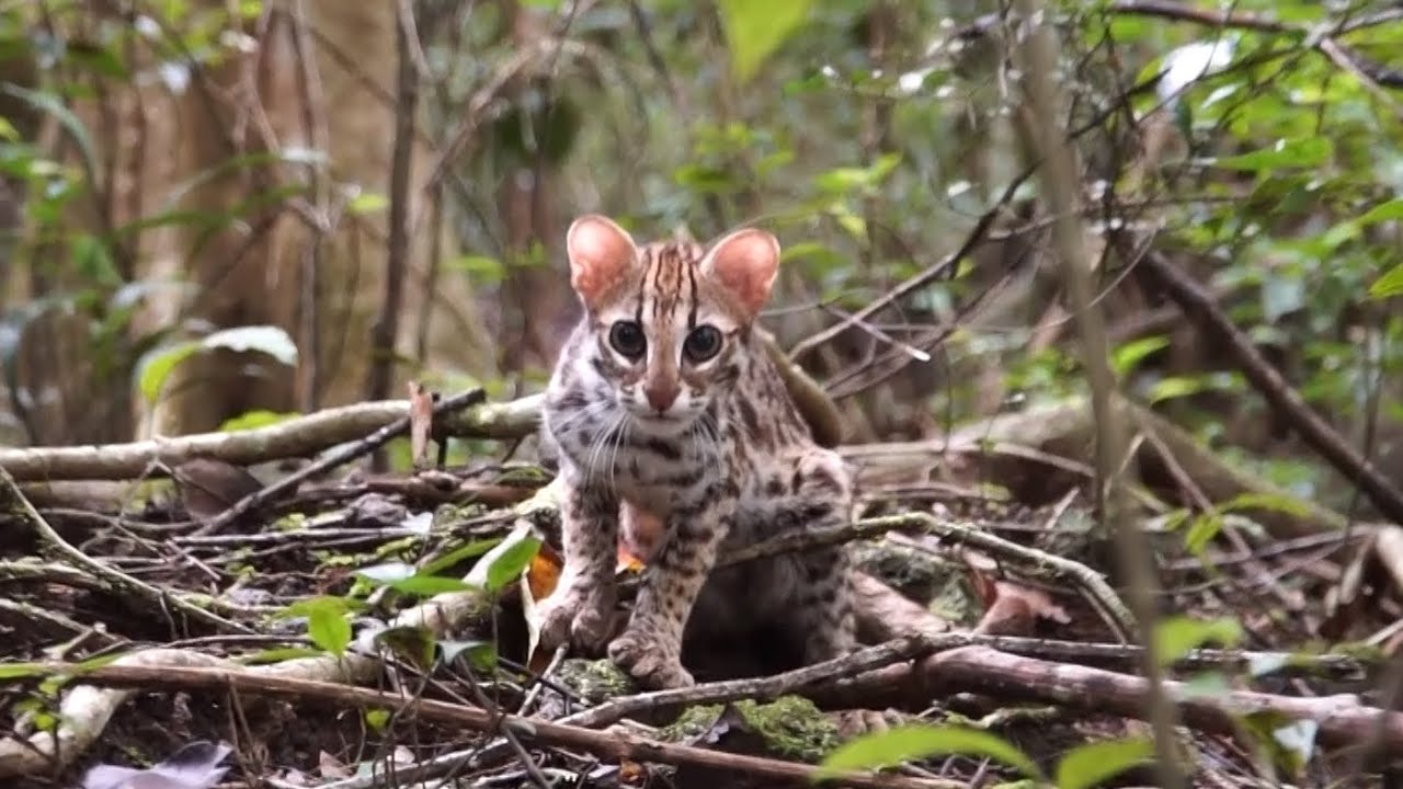 MÈO RỪNG TRỞ VỀ MÁI NHÀ XANH | Successfully Release Wild Cats into Cat Tien jungle