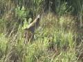 videos de Upland Hunting Forecast