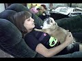 Chihuahua Howl