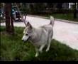 Caniche video