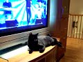 Cat loves Kurt Neilsen