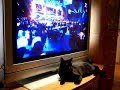 Cat loves Kurt Neilsen