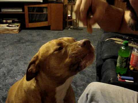 pitbull teeth