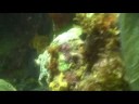 Scuba diving , orgone gifting, Cancun & Cozumel, Mexico-2008