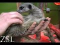 Baby meerkat tickles