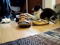 Katten Frasse kl�r en sko