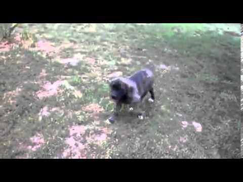 AKC ENGLISH MASTIFF PUPPY