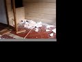 Kalte materialak Zarauzko ertzainetxeko erasoan