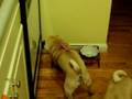 Is it Dinner Time?