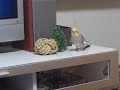 てけてけ