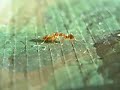 Ants Fight