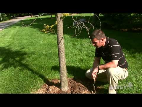 how to properly plant a tree