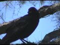 Birding in central florida