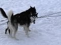 Colorado Vacation [Part 6] [Dogsledding] [12-23-09]