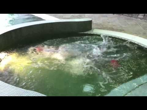 merman