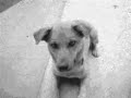 Ghost with Dog - Fantasma com Cachorro Ghost with Dog - Fantasma com Cachorro