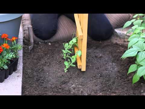 how to fertilize a rose of sharon