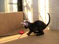 videos de Anya's Peterbald Zabavushka