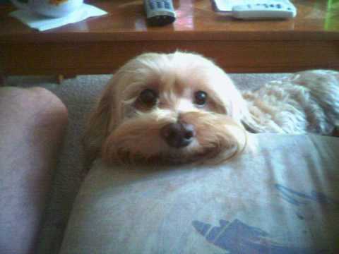 cockapoo