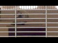 روز love birds.mp4