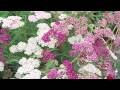 Gardening Tips : How to Grow Yarrow (Achillea)
