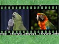 JOAN JETT I LOVE ROCK AND ROLL - TRIBUTE TO MAX HITE PART 1 - BEST PARROT VIDEO EVER