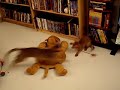 ?????????? Nico makes Nina do a surprise pounce
