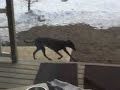 Johnny Cash V Dr Shane - greyhounds